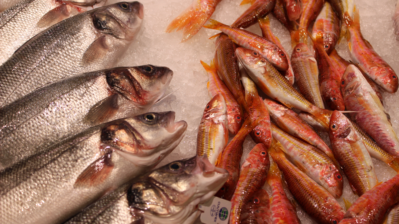 Del mar, directos a su mesa