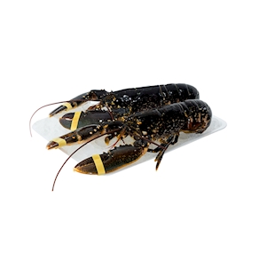 Bogavante, 0.7-1.5 kg aprox.