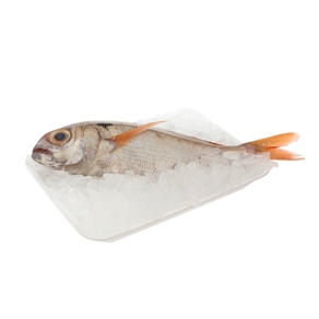 Besugo 1,2 - 1,5 kg aprox.