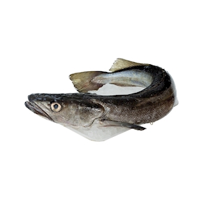 Pescadilla, 1,5 - 2 kg. aprox.