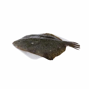 Rodaballo. 1.5-2.0 kg. aprox.