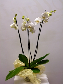 Orquídea blanca individual (3 varas)