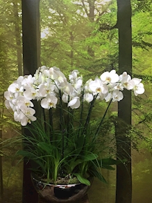 Centro de Orquídeas Mediano