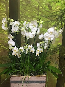 Centro de Orquídeas Montaje