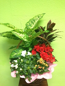 Cesta de plantas YF001