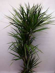 Planta Dracena grande