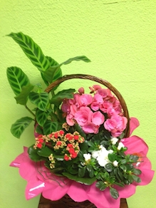 Cesta de plantas YF006