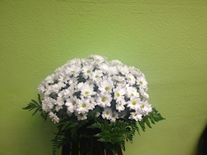 Ramo de flores Margaritas YF006