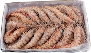 Langostino rayado crudo congelado - caja de 30-36 piezas, 1 Kg