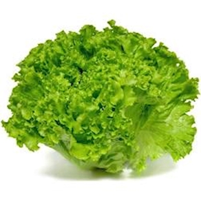 Lechuga Batavia