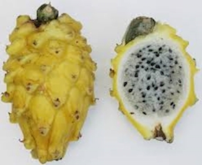 PITAHAYA
